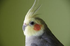 okame