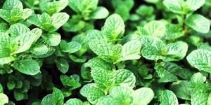 mint