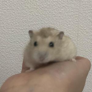 イソヤマ