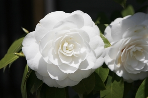 white_camellia