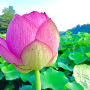 くぼよし