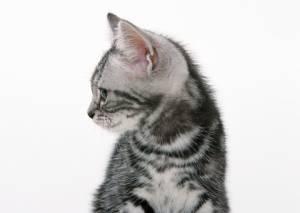 ぴちねこ