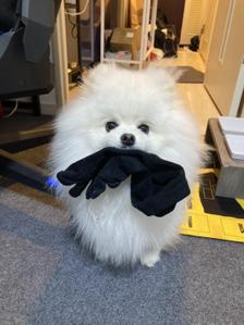 Poyo
