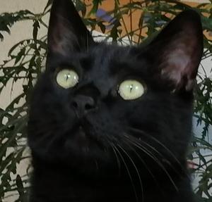 黒ネコ