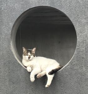 nya-02