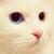 laugh_23