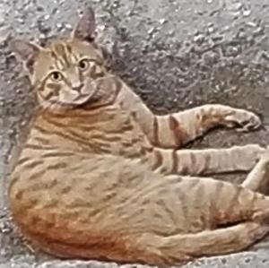 kitakdragon