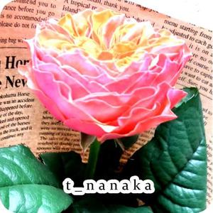 t_nanaka