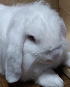 岡本　みずき