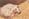 oksnoo43