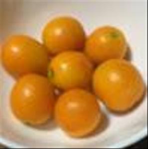 Hutaba