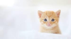 nekotaru