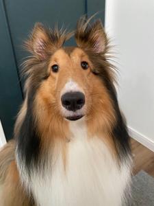 チップ