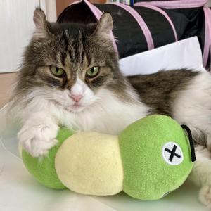 おうち猫