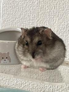 ちろる