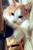 okioki_neko