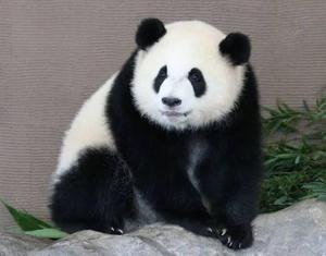 タナ
