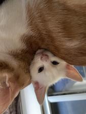 無類の猫好き/鬱、パニック障害闘病中