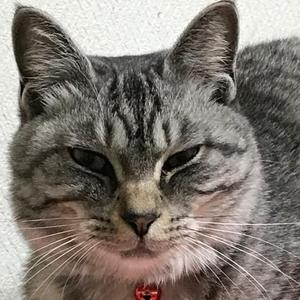 ランダ
