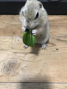 おとまる