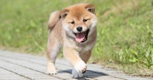 hiro