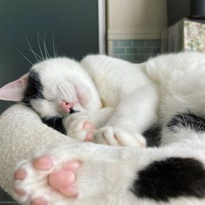 TuxedoCat