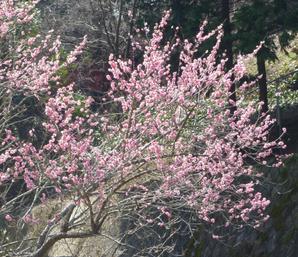 桃花水暖