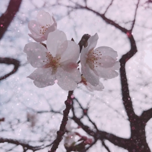 桜ひまわり