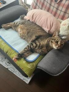 simon
