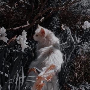 どろっぷ