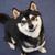 kuro-shibainu