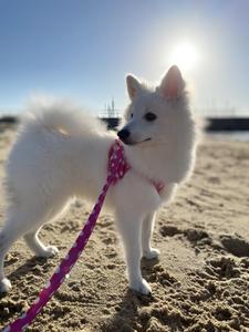 りょたポン