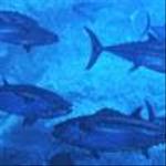 やまもとやまね