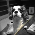cavalier2014