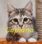 Laplana