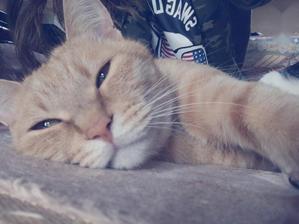 まお