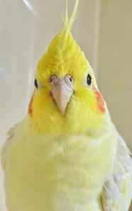 金木犀