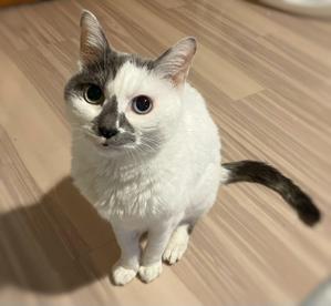 Setohiro