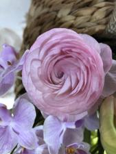 lavender⁻５