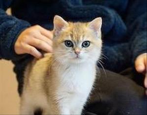 シネマ