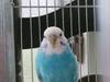 ゆば