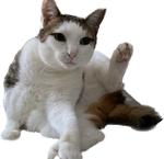 もりたゆき
