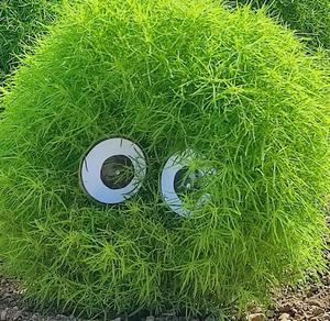 ユウ