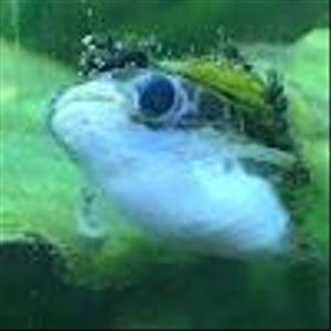 まるめろ