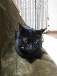 blackbibicat
