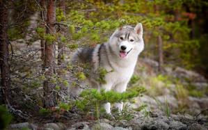 watanabe-inu