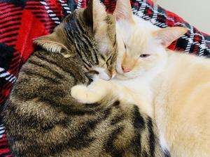 翻訳(日→英、英→日)お任せください。