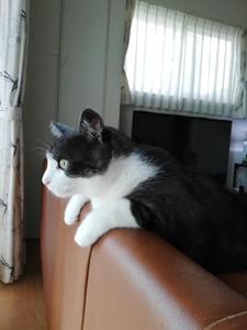 チョロねこ
