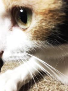 わをん