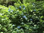 Hydrangea_BLUE